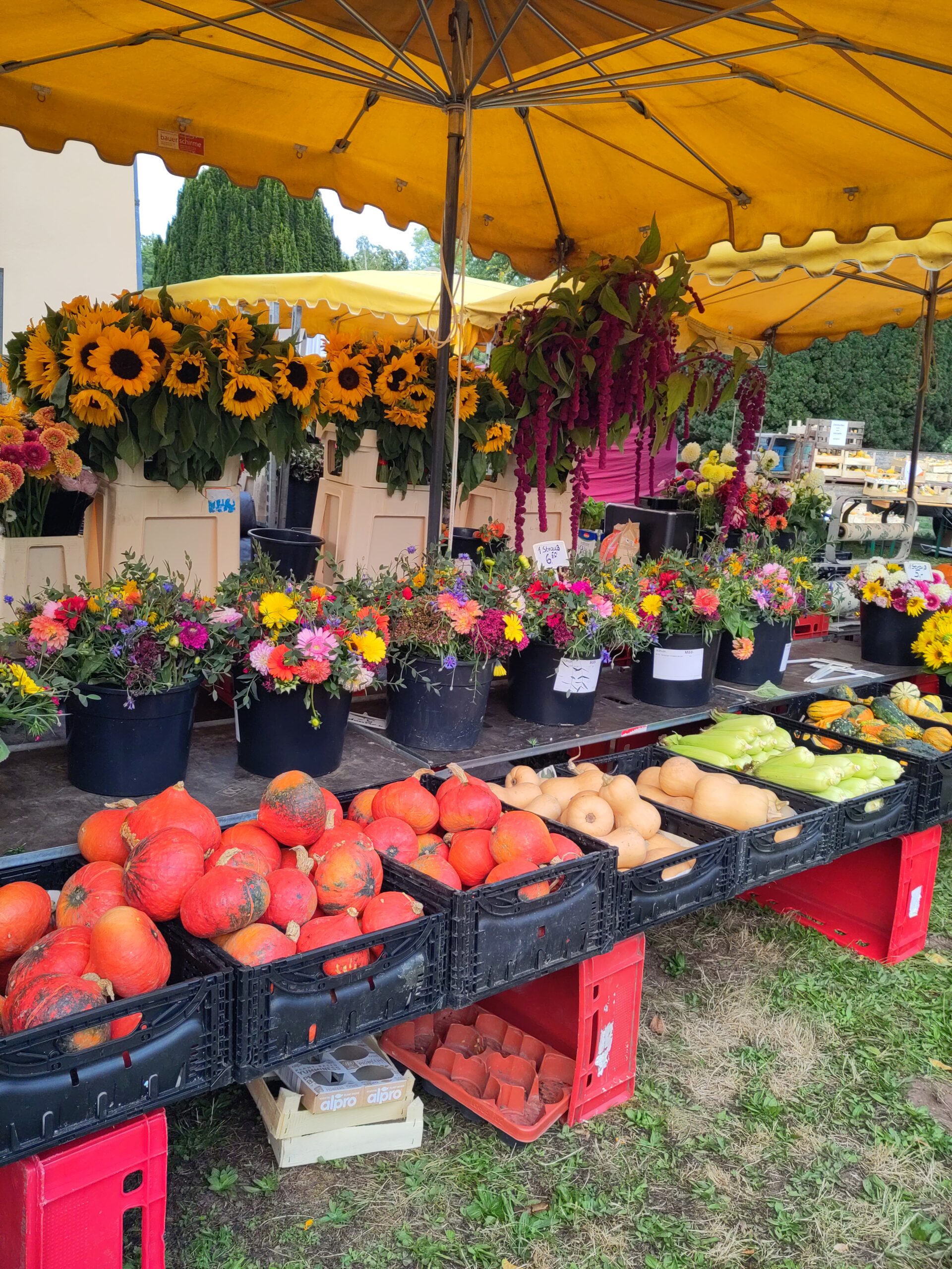 Blumen und Kürbisse auf dem Erlebnis Landmarkt